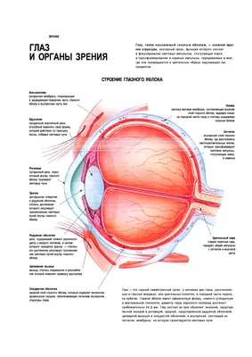 Орган зрения, подготовка к ЕГЭ по биологии
