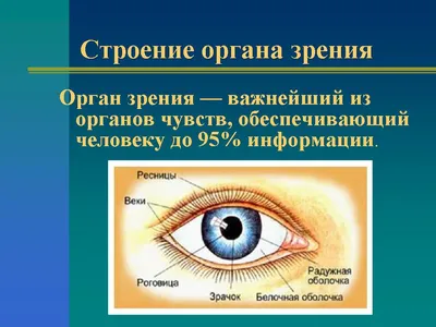 Презентация на тему Органы чувств человека. Строение глаза (биология)