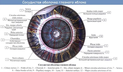 Анатомия: Глаз, oculus. Глазное яблоко, bulbus oculi