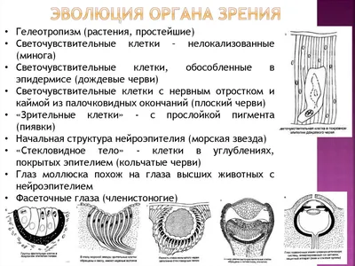 Подпиши на рисунке все части органа зрения. Раскрась рисунок. - Школьные  Знания.com