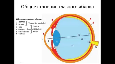 Из чего состоит глаз? Описание, строение глаза.