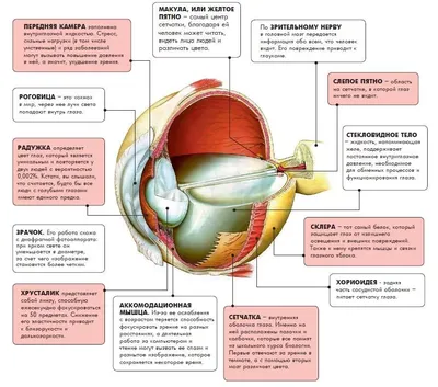 Строение органов зрения: как устроен глаз человека (подробная анатомия) |  World Vision Clinic