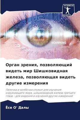 Глаз. Ученик. Человеческий внутренний характер органа зрения Иллюстрация  вектора - иллюстрации насчитывающей концепция, офтальмология: 174619679