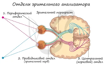 Анатомия: Глаз, oculus. Глазное яблоко, bulbus oculi