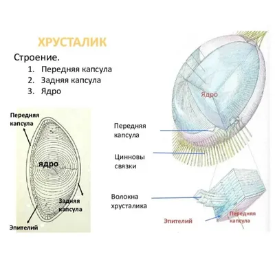 Глаз, орган зрения