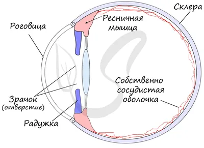 Анатомия: Орган зрения, organum visus. Глаз. Глаза.