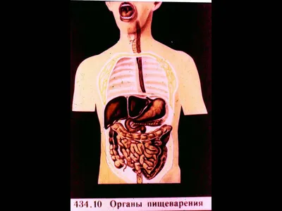 Организм человека, анатомия человека,» — создано в Шедевруме