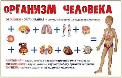 Что происходит с организмом человека после баночки колы - ,  Sputnik Беларусь