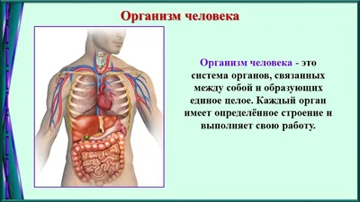 Как устроен организм человека. Детская энциклопедия Владис 6888606 купить в  интернет-магазине Wildberries