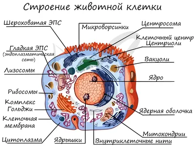 Органеллы — Википедия