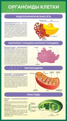 Подготовка к ЕГЭ по биологии. Органоиды клетки. Мембранные и немембранные.  Часть 1 | Кирилл Романов | Дзен