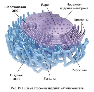 Органоиды клетки Diagram | Quizlet