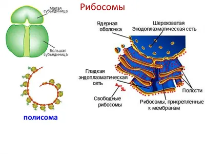 ЕГЭ Биология: Органоиды клетки