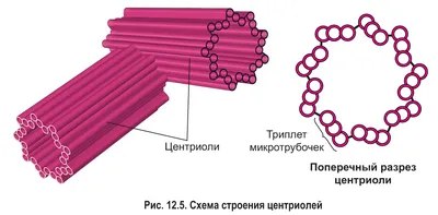 6. Строение клетки органоиды (9 класс) биология, подготовка к ЕГЭ и ОГЭ -  YouTube