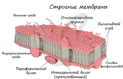 Органоиды клетки, подготовка к ЕГЭ по биологии