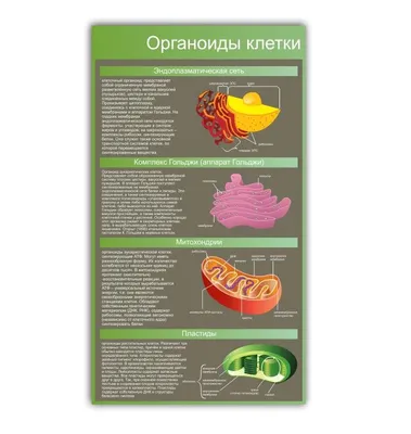 12. Гиалоплазма. Цитоскелет. Немембранные органоиды: Немембранные органоиды