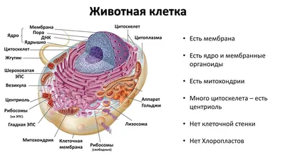 13. Одномембранные органоиды: Эндоплазматическая сеть