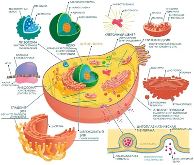 Органоиды клетки: мембранные и немембранные | Биология с Марией Семочкиной  | Дзен
