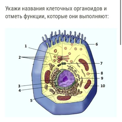 Ответы : Какие органоиды можно назвать так: Энергостанция,  Трубопровод, Склад, Ограда, Желудок, Командный пункт, Центральный компьютер.