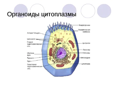 Технологическая карта и презентация к уроку биологии на тему Органоиды  цитоплазмы (9 класс