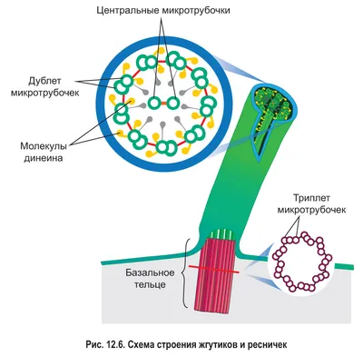 Органоиды клетки, подготовка к ЕГЭ по биологии
