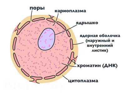 Органоиды клетки рисунок - 71 фото