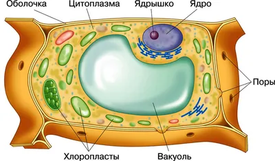 ЦИТОЛОГИЯ: Органоиды эукариот | BioFamily | ЕГЭ по биологии 2024 | Дзен