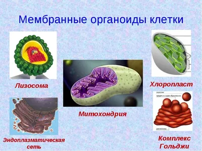 12. Гиалоплазма. Цитоскелет. Немембранные органоиды: Немембранные органоиды