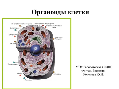 Строение клетки и функции ее органоидов шпора по биологии | Шпаргалки  Биология | Docsity