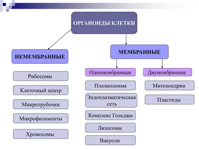 PPT - Органоиды клетки PowerPoint Presentation, free download - ID:3869971