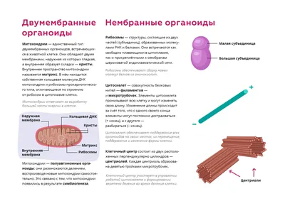 Двумембранные и немембранные органоиды