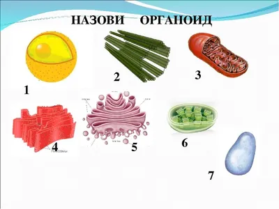 Нейронауки в Science и Nature. Выпуск 180: получены искусственные органоиды,  выделяющие спинномозговую жидкость