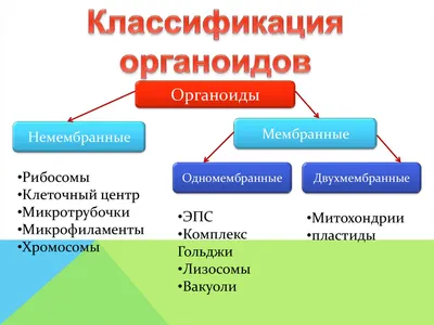 Биологи вырастили органоиды мозга с парой зачаточных глаз