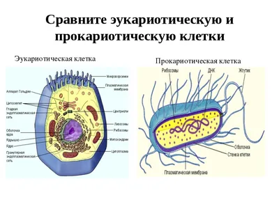 Общее строение клетки, классификация органоидов — что это, определение и  ответ