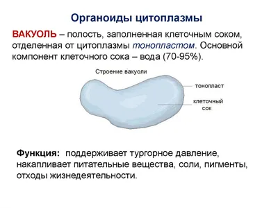 Биологи вырастили органоиды мозга из эмбриональной нервной ткани