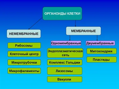 1. Обозначь, какими цифрами на рисунке обозначены следующие клеточные  органоиды: - Школьные Знания.com