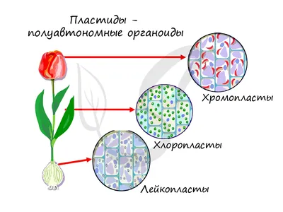 Полуавтономные органоиды клетки | PDF