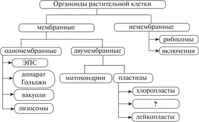 Растительная клетка. Ткани. Вегетативные органы