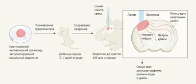 Двумембранные органоиды клетки | 99 баллов | Подготовка к ЕГЭ и ОГЭ | Дзен