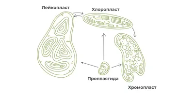 Органоиды, выращенные в лаборатории, более подвержены стрессу, чем клетки  мозга