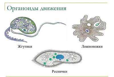 Немембранные органоиды животных клеток — что это, определение и ответ