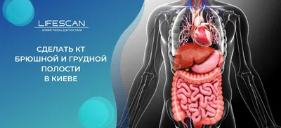 Институт Массажа и Косметологии - Механика внутренних органов Во время  операции на брюшной полости хирурги часто замечают, что здоровые органы  имеют некоторую подвижность, а больной орган (ставший причиной операции)  кажется неподвижным, фиксированным.