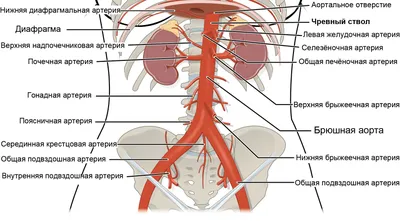 УЗИ органов брюшной полости и почек (ОБП) в Минске, цена ультразвукового  исследования