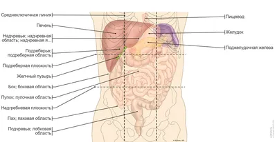 Пищеварительная система : нормальная анатомия | e-Anatomy