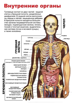 Плакат внутренние органы человека – Полимапия