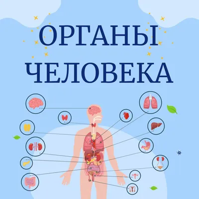 Плакат Внутренние органы человека  – фото, отзывы, характеристики в  интернет-магазине ROZETKA от продавца:  | Купить в Украине: Киеве,  Харькове, Днепре, Одессе, Запорожье, Львове