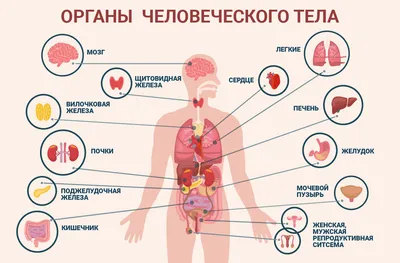 Органы человека картинки для детей - 47 фото