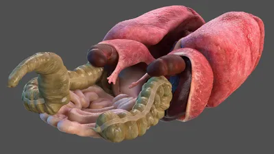 Модель половинных анатомических органов человека | AliExpress