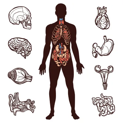 Карточки – «Внутренние и наружные органы» | mamadelkimamadelki