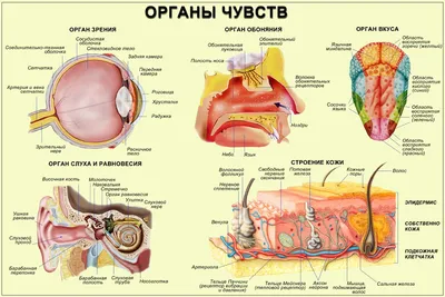 Деревянный пазл анатомия «Внутренние органы человека»